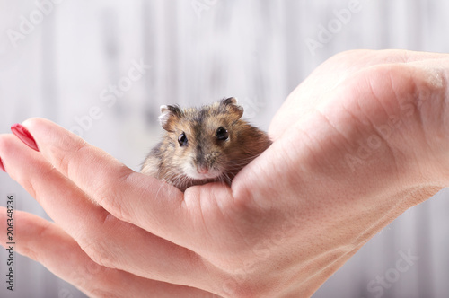 A small funny animal sits on a woman's hand with a red manicure. Miniature hamster viciously rubs his paws. Fluffy and cute Dzhungar hamster at home. photo