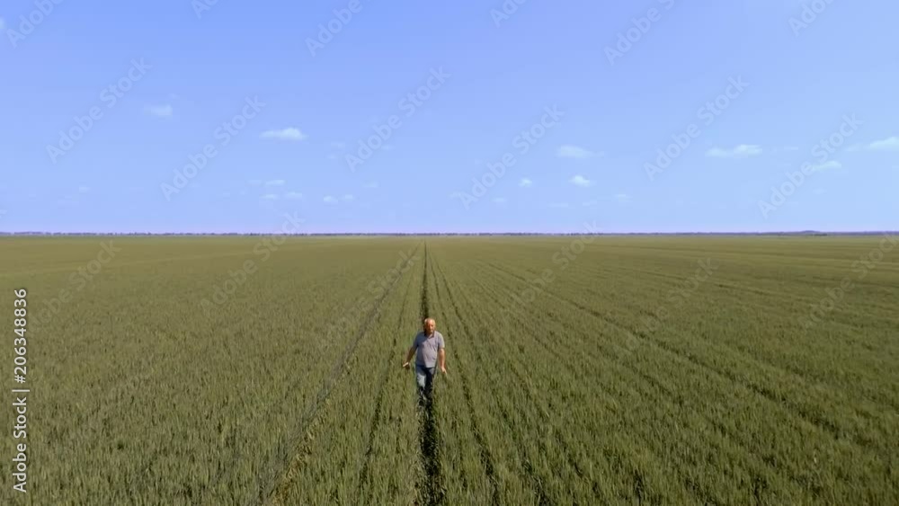 Aerial view of senior farmer walking in young wheat field and examining crop. Aerial view of senior farmer walking in young wheat field and examining crop.