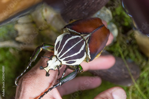 Bild auf Leinwand African goliath beetle Goliathus giganteus on the arm. closeup