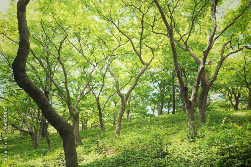 新緑の森の木々 新緑の森の木々