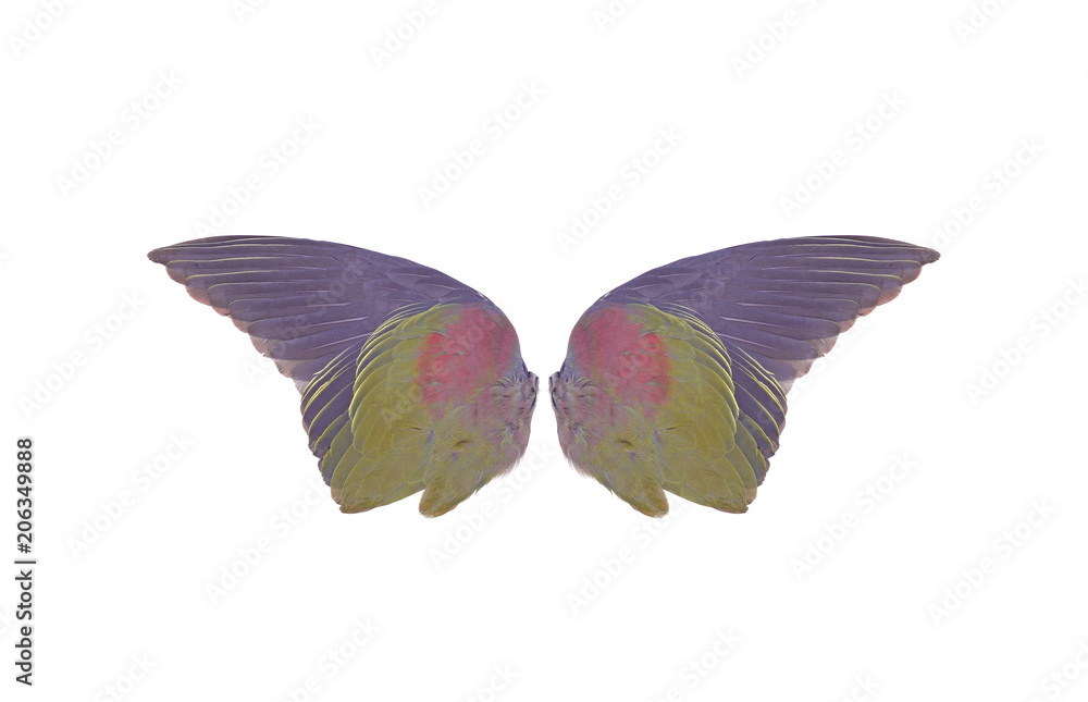 Fototapeta premium bird wings on white background