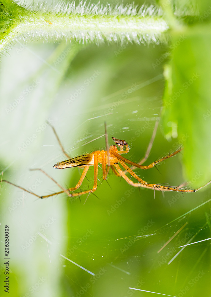 Spider and spider web on green leaf in forest Spider and spider web on green leaf in forest