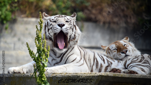 tigre de bengala photo