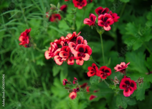 Vivid red Pelargonium (Lady Scarborough) flowers growing on a sunny spring day.
