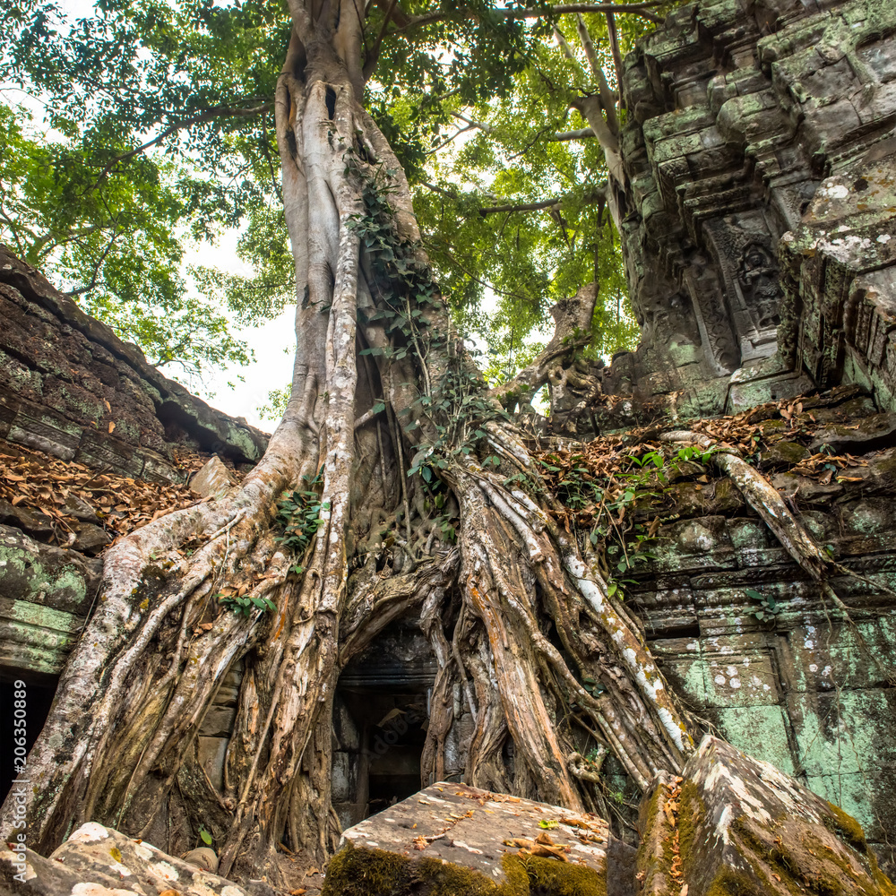 Giant tree and roots in temple Ta Prom Angkor wat