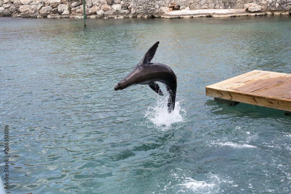 Fototapeta premium Lew morski w wodzie