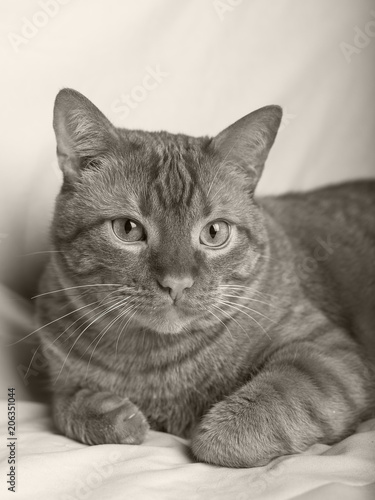 Wallpaper Mural Red cat lying on white background, smart piercing look Torontodigital.ca