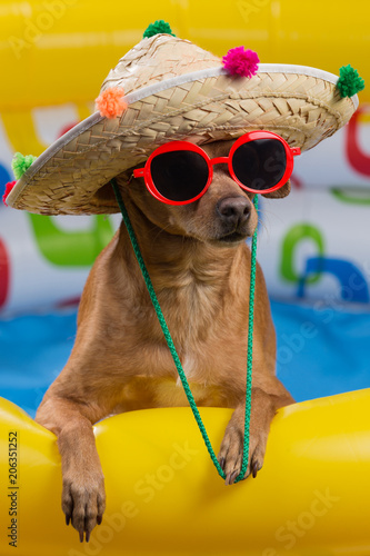 dog in hat and glasses in a bright inflatable pool, concept of vacation and tourism, close-up of shooting