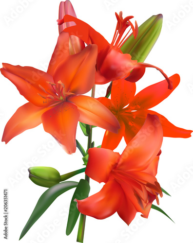 isolated branch of red lily flower