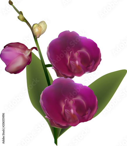 isolated dark purple orchid with three blooms