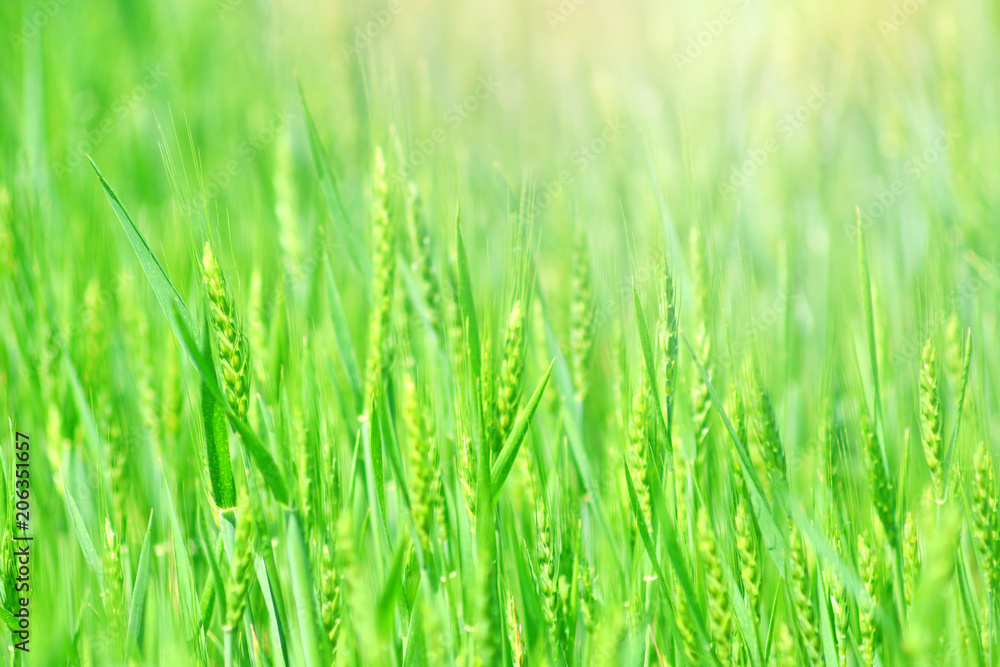 Green wheat field for agronomy economy Green wheat field for agronomy economy