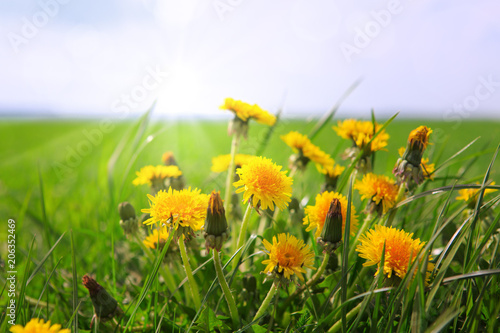 Fototapeta Naklejka Na Ścianę i Meble -  Dandelions field background on spring sunny day.