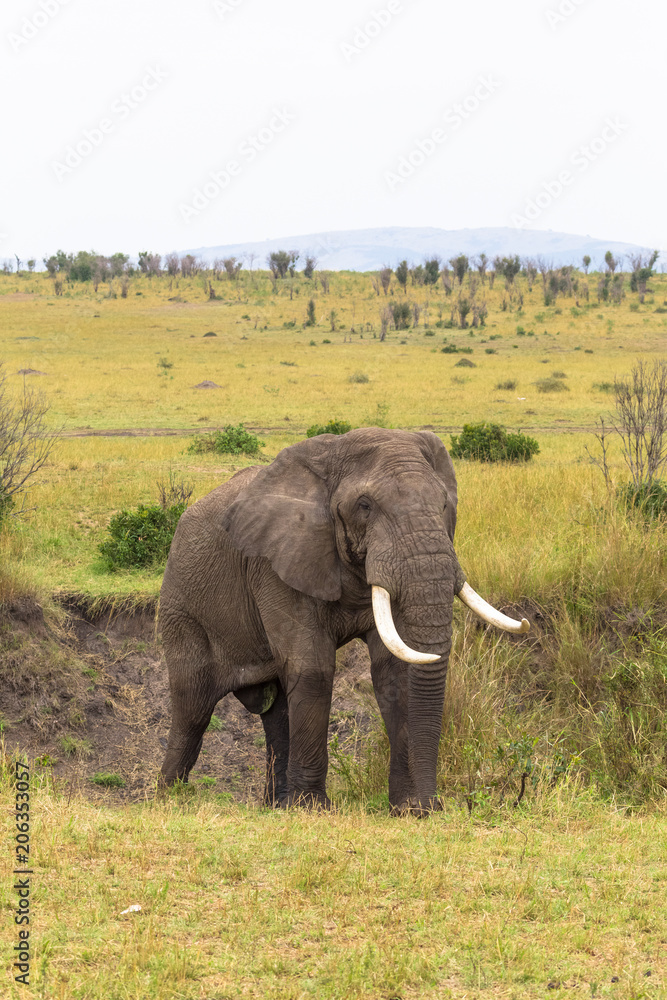 Fototapeta premium Landscape with an elephant. Masai Mara, Kenya