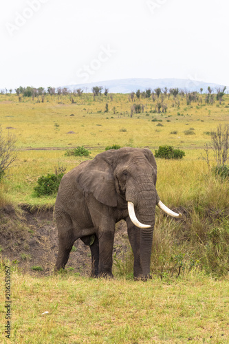 Landscape with an elephant. Masai Mara, Kenya