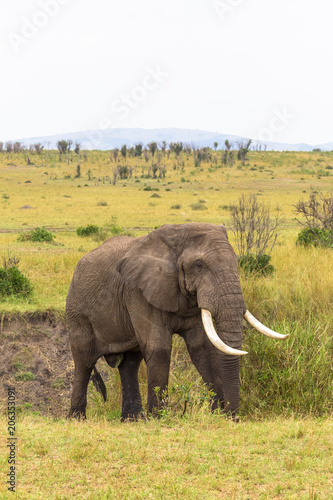 Portrait of a huge elephant in the bush. Masai Mara, Kenya © Victor