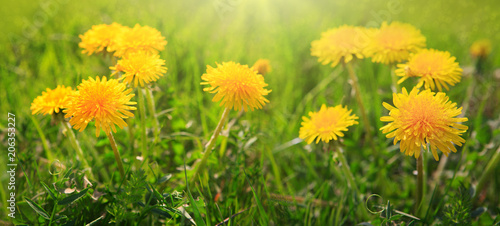 Close up flowers yellow dandelions.