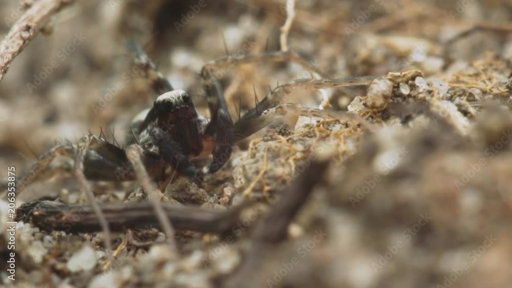 Spider wolf hide among the sand and dry grass in anticipation of prey. Macro footage. Spider wolf hide among the sand and dry grass in anticipation of prey. Macro footage.