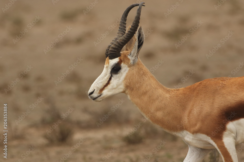The detail of male springbok (Antidorcas marsupialis) walking in desert with sand in background The detail of male springbok (Antidorcas marsupialis) walking in desert with sand in background