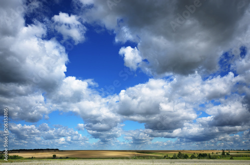 Wheat field summer sunny day under cloudy blue sky