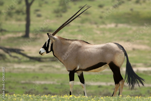 Photography The gemsbok or gemsbuck (Oryx gazella) is standing in the blossom savanna with y