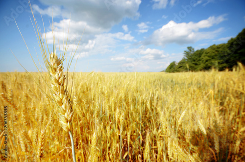 Wheat field summer sunny day under cloudy blue sky