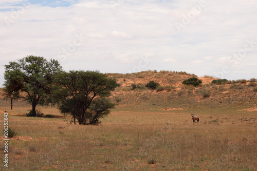 The gemsbok or gemsbuck  Oryx gazella  standing in the middle of desert with red dunes in background. Typical landscape in Kalahari desert.