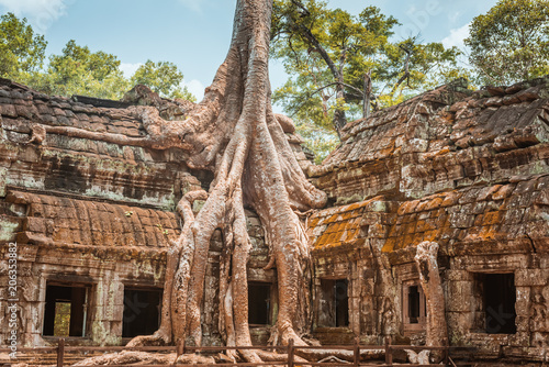 Giant tree and roots in temple Ta Prom Angkor wat