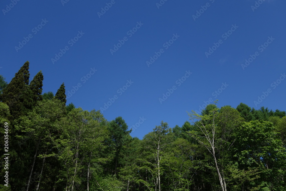 Obraz premium 森林と青空