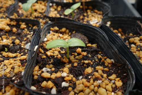 きゅうりの苗（双葉）