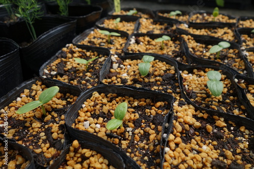 きゅうりの苗（双葉）