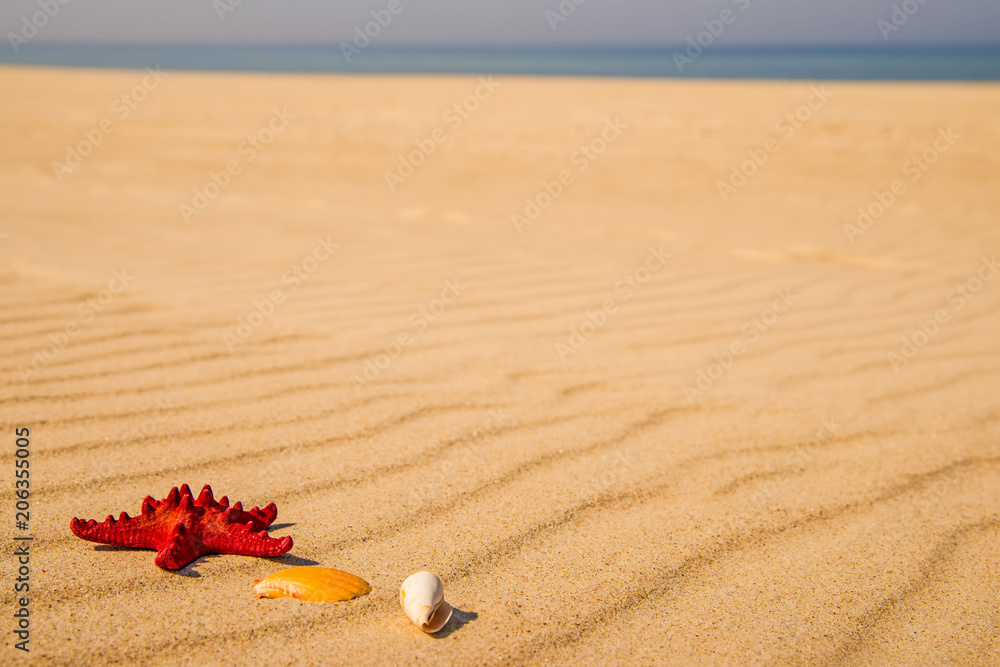 Sea star on a sandy beach