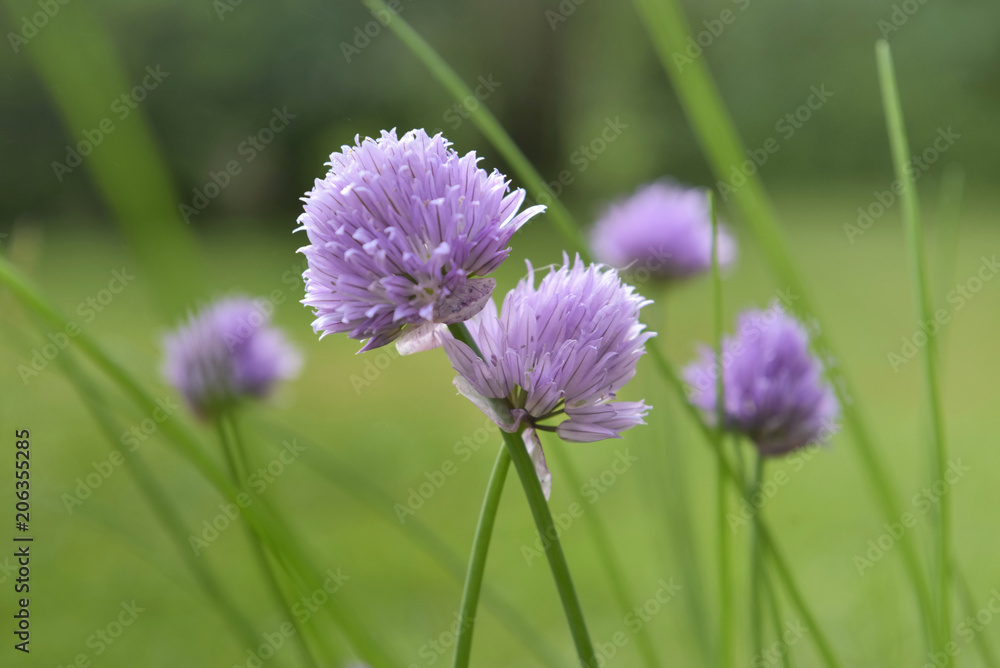 close on shive blooming in a garden close on shive blooming in a garden
