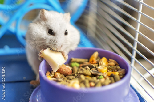 A hamster eating inside his cage. photo