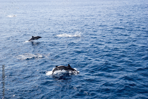 Dolphin Family Play Time