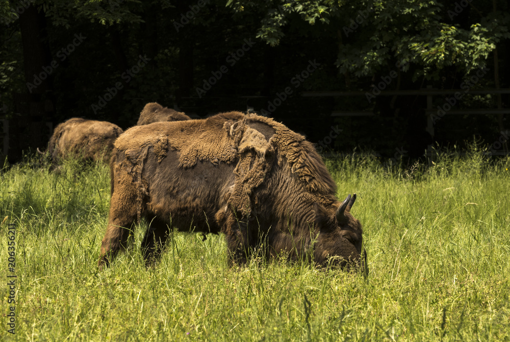 Wisent grazing in a meadow. Karlsruhe, Baden Wuerttemberg, Germany Wisent grazing in a meadow. Karlsruhe, Baden Wuerttemberg, Germany