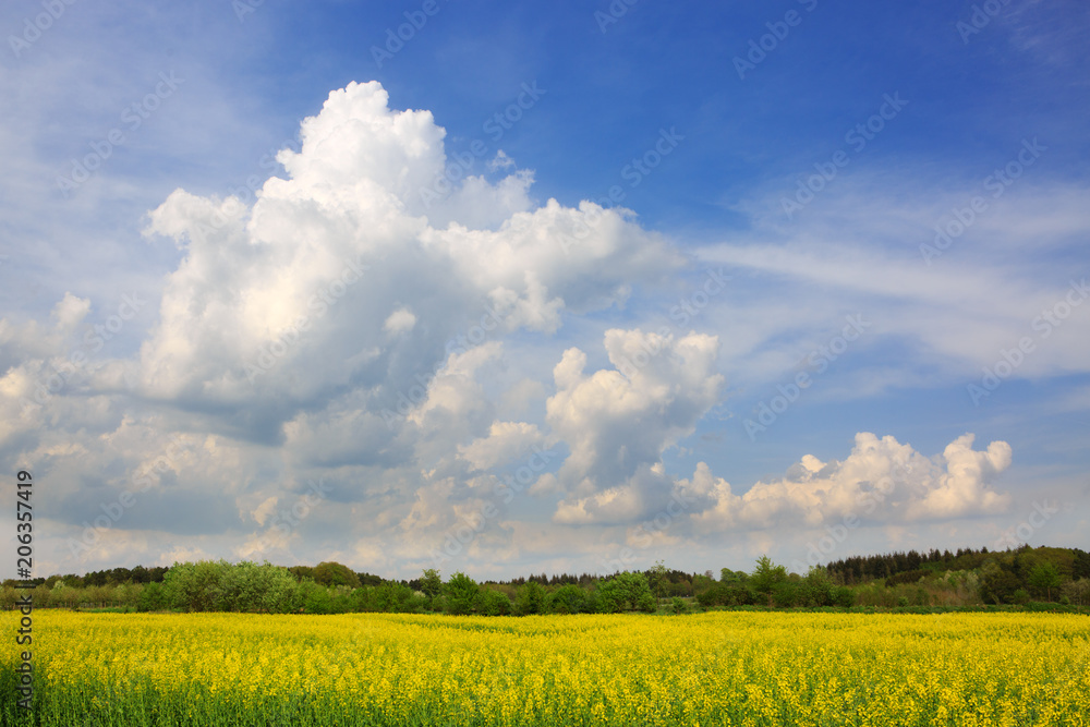 Yellow rapeseed field . Yellow rapeseed field .