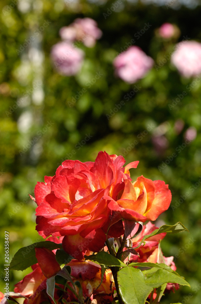  parc Roseraie rose fleurs
