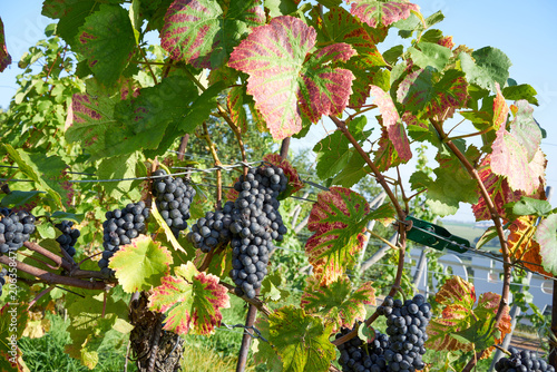 Weinreben im Herbst