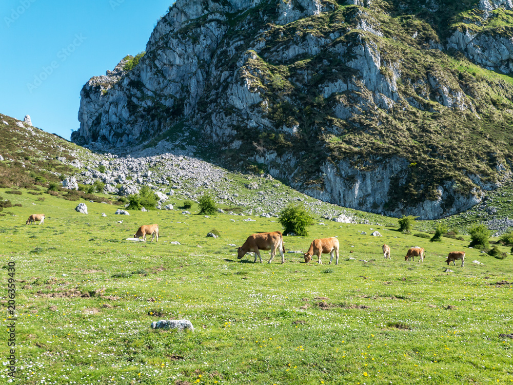 Cows on the lush green mountain grassland.