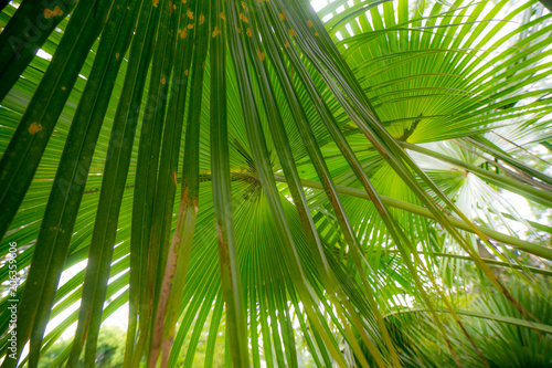 Palm leaves  northern Mediterranean  sunny  late spring