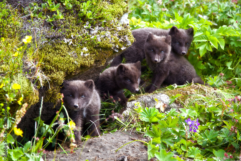 Naklejka premium Arctic Fox, Hornstrandir, Iceland