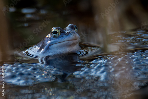 Moor frogs in blue color at mating season © Michael Schroeder