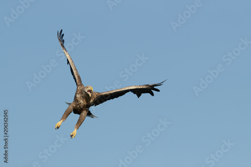 Eagle in Flight and Calling