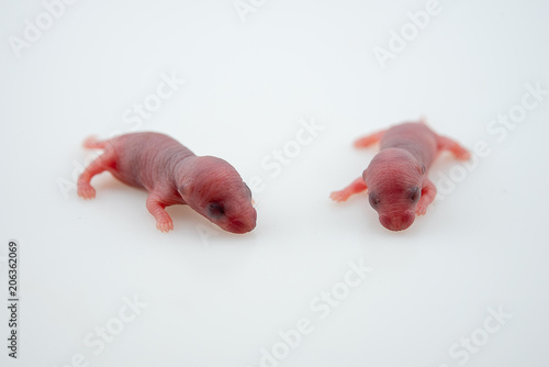 Isolated from newborn mouse