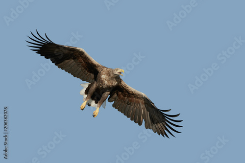 Eagle in Flight and Calling © andyastbury