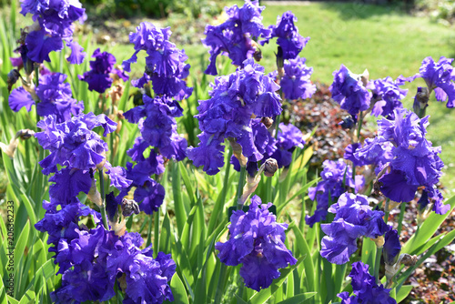 Iris bleu indigo au jardin