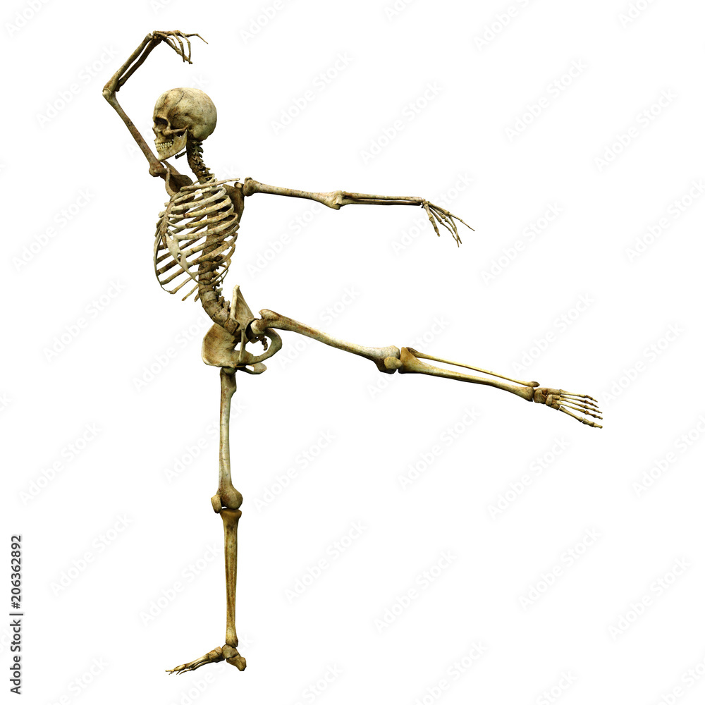 3D Rendering Human Skeleton on White 3D Rendering Human Skeleton on White