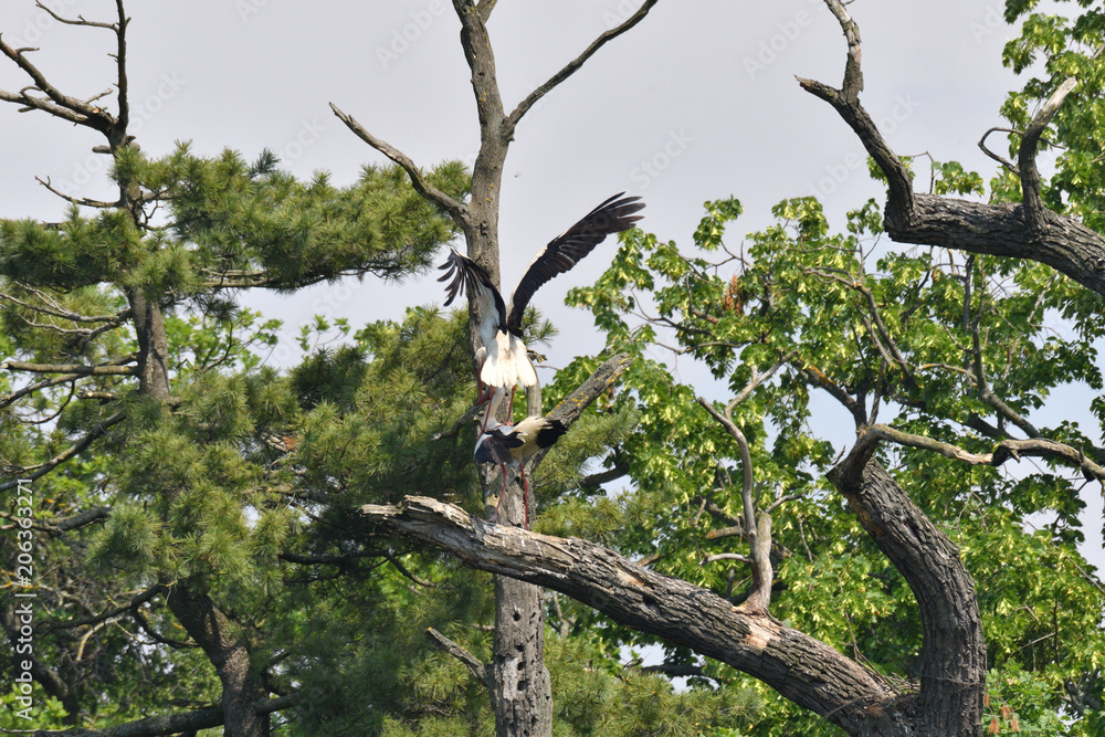 white stork high on the trees in the nest white stork high on the trees in the nest