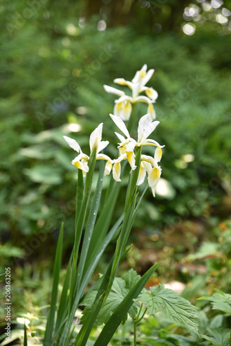 Fototapeta Naklejka Na Ścianę i Meble -  Iris orientalis blanc au printemps