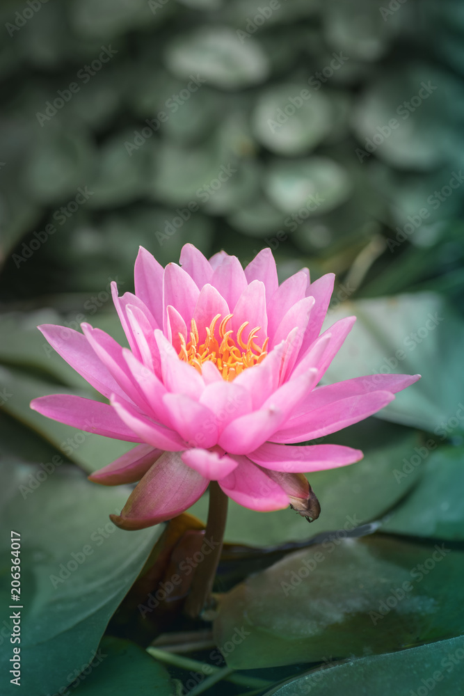 Beautiful pink lotus flower in the pond. Vertical format Beautiful pink lotus flower in the pond. Vertical format